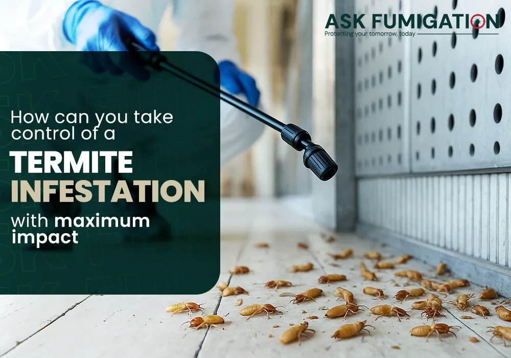 Termite Infestation - Ask Fumigation