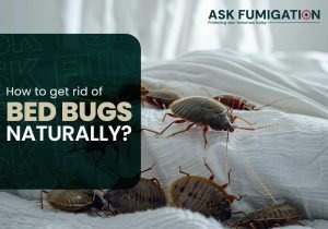 Bed Bugs Control