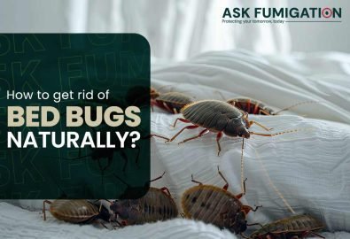 Bed Bugs Control