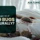Bed bugs 80x80