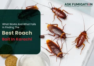 What Works And What Fails In Finding The Best Roach Bait In Karachi