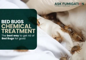 BED BUG - AskFumigation
