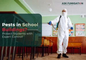 Pests in school buildings - Ask Fumigation