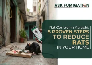 rat control in Karachi - Ask Fumigation